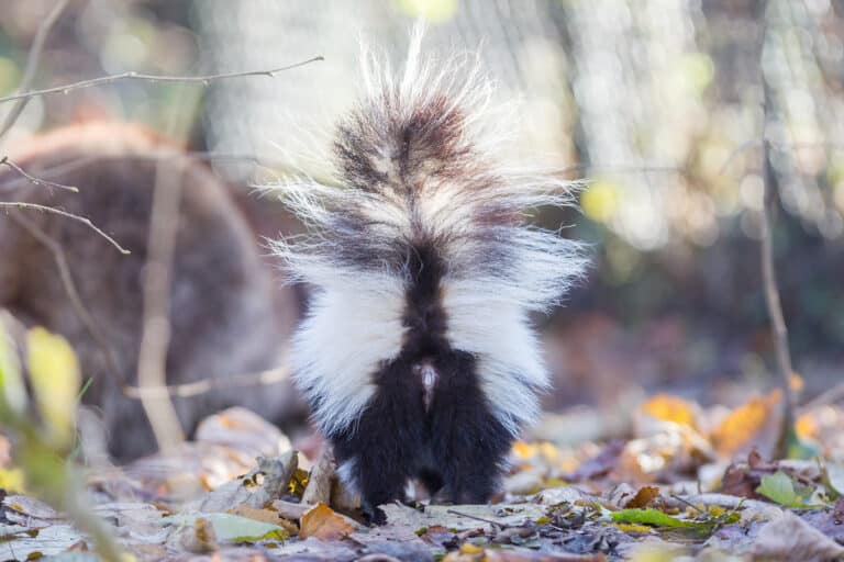 Skunk (Mephitis mephitis) in winter A skunk tail ready to spray