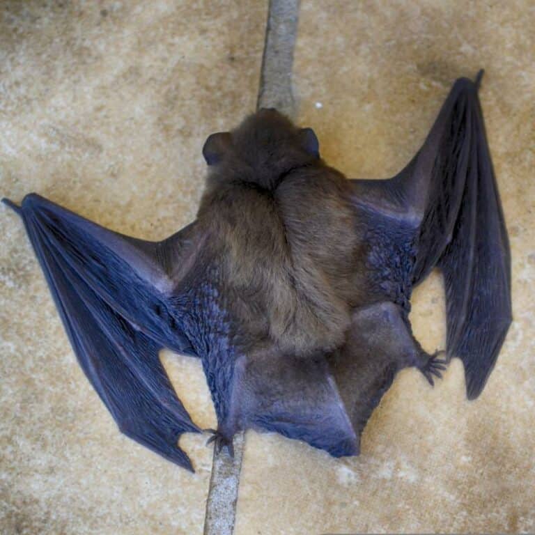 bat2