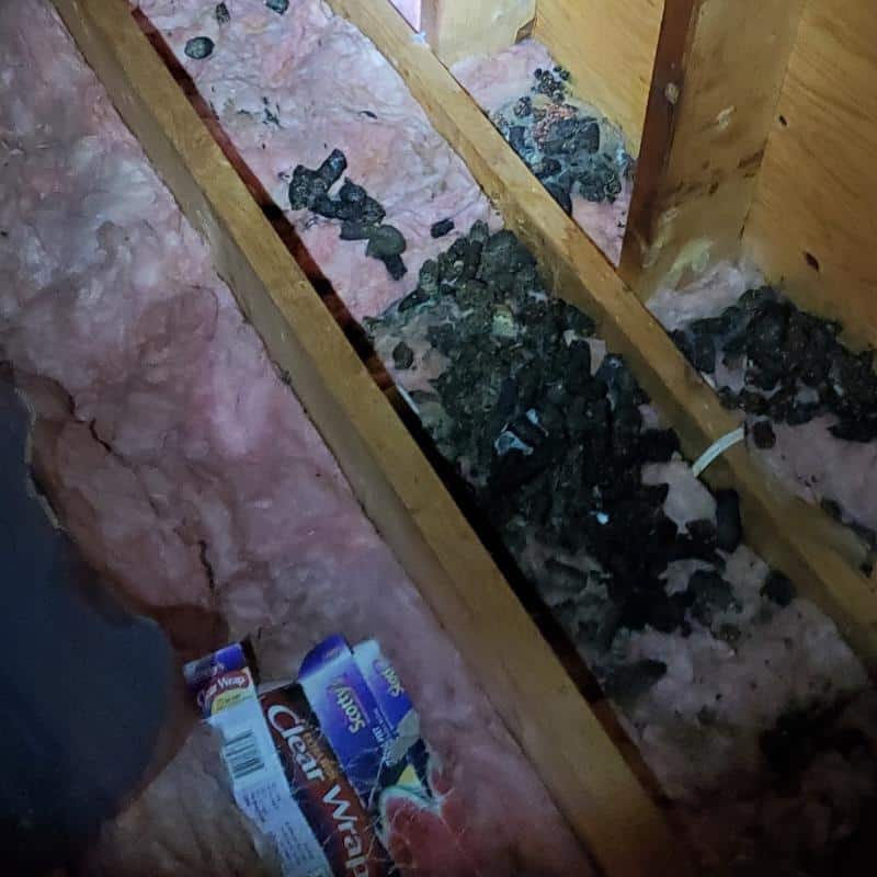 Animal feces in attic requiring cleanup