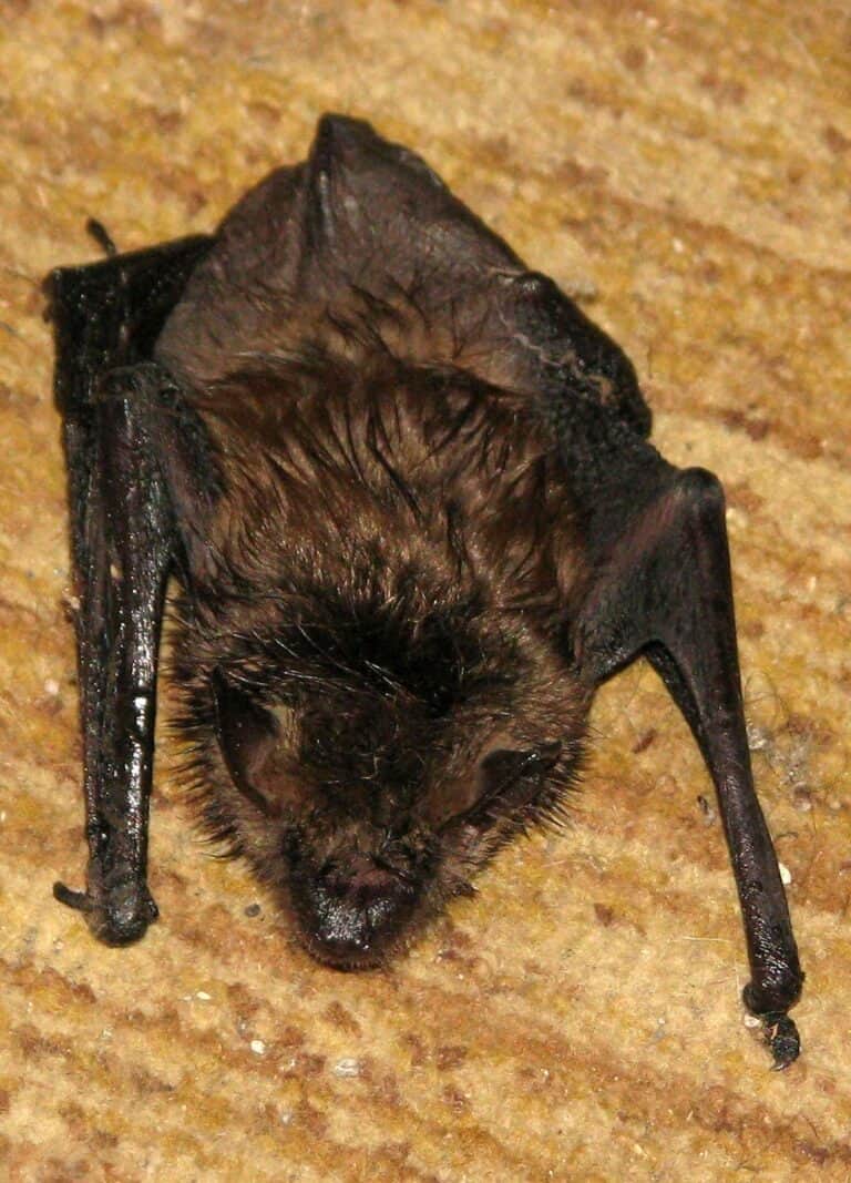 Little brown bat on Cape Cod requires removal