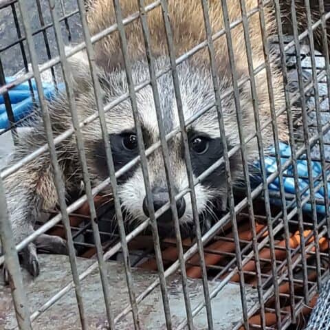 A raccoon humanely trapped in a cage