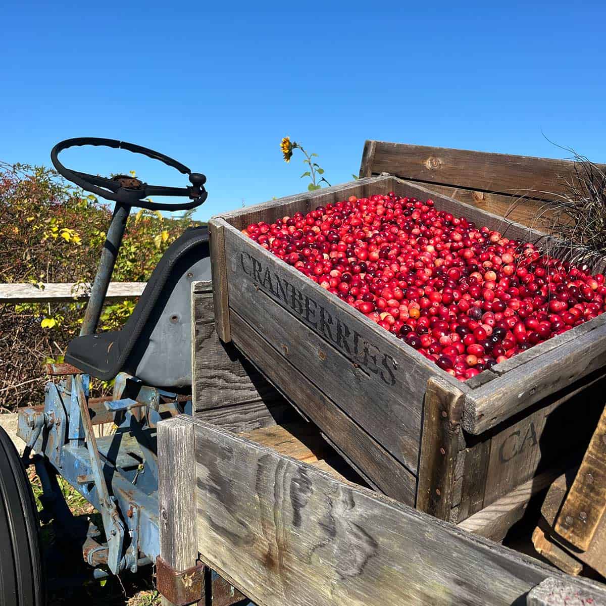 wareham MA cranberry bog